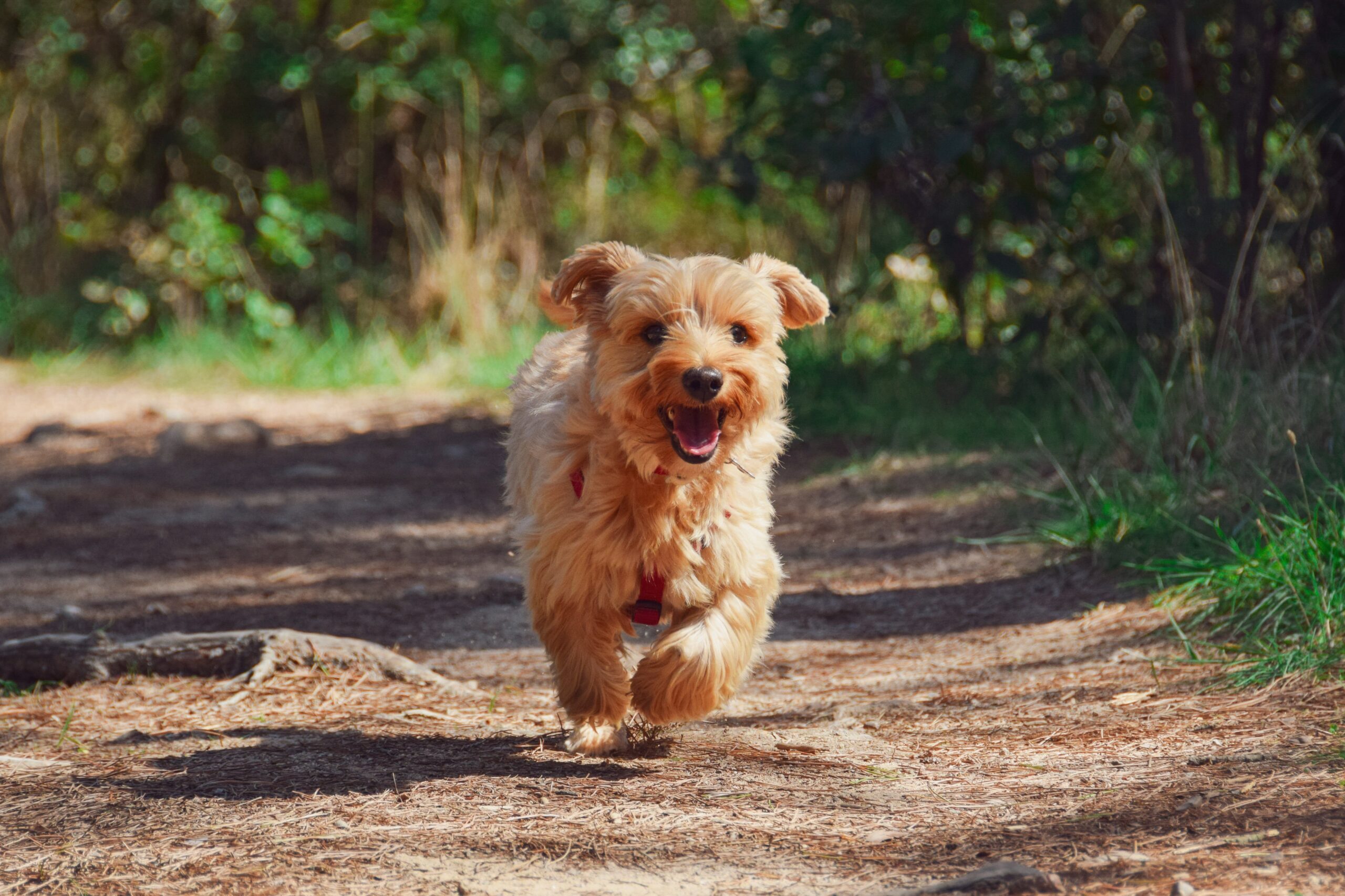 Ernährung für aktive Hunde hält die Fellnase fit